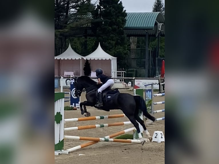 Cruzado Gelding 13 years 14,1 hh Black in Pozuelo De Alarcon