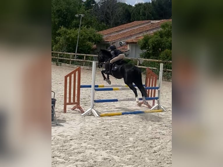 Cruzado Gelding 13 years 14,1 hh Black in Pozuelo De Alarcon