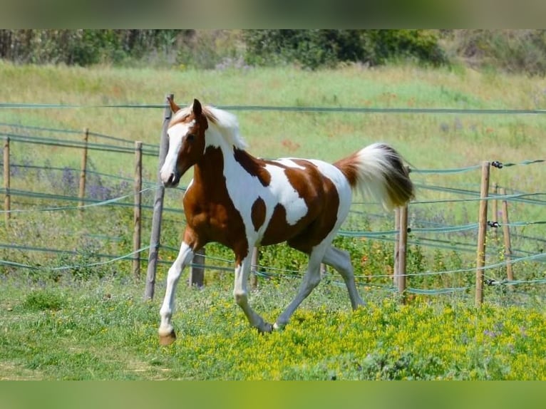 Cruzado Gelding 13 years 14,2 hh Pinto in Canet De Mar