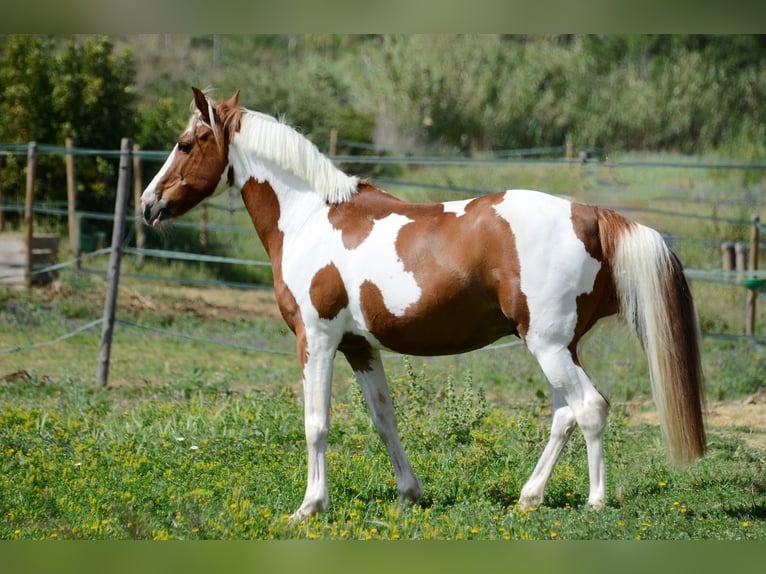 Cruzado Gelding 13 years 14,2 hh Pinto in Canet De Mar