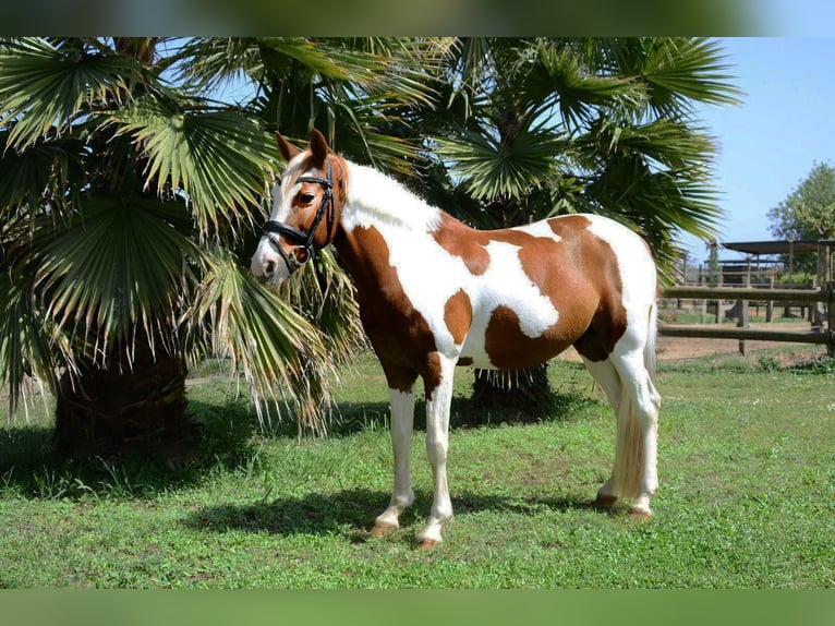 Cruzado Gelding 13 years 14,2 hh Pinto in Canet De Mar