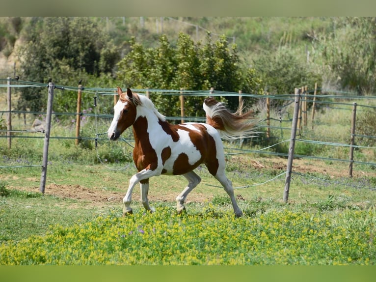 Cruzado Gelding 13 years 14,2 hh Pinto in Canet De Mar