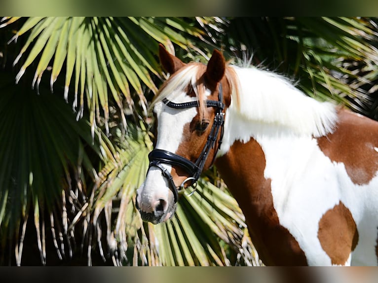 Cruzado Gelding 13 years 14,2 hh Pinto in Canet De Mar
