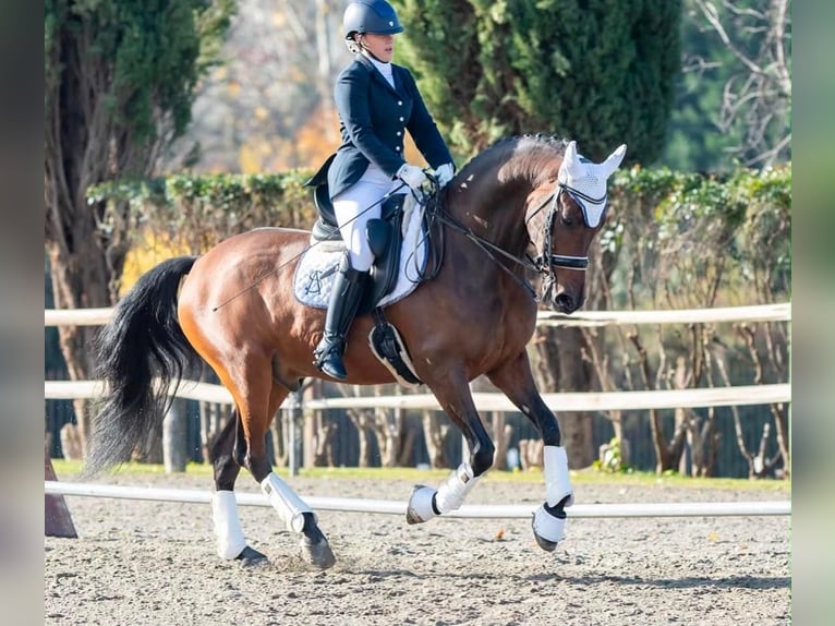 Cruzado Gelding 13 years 15.2 hh Brown in Paracuellos De Jarama