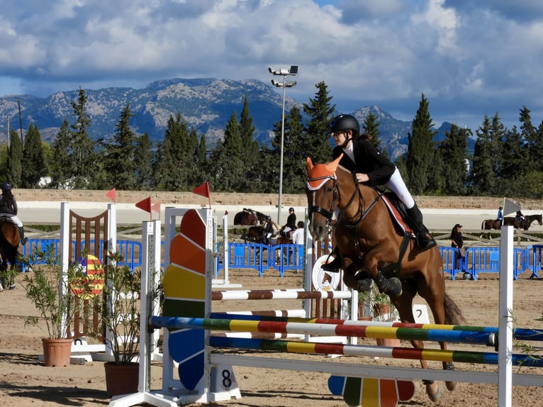 Cruzado Gelding 13 years 15,1 hh Chestnut-Red in Ciutadella De Menorca
