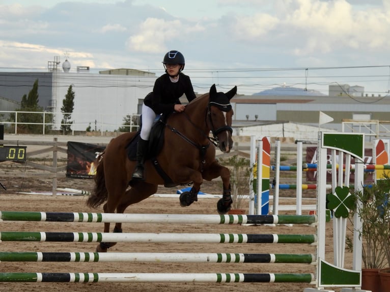Cruzado Gelding 13 years 15,1 hh Chestnut-Red in Ciutadella De Menorca