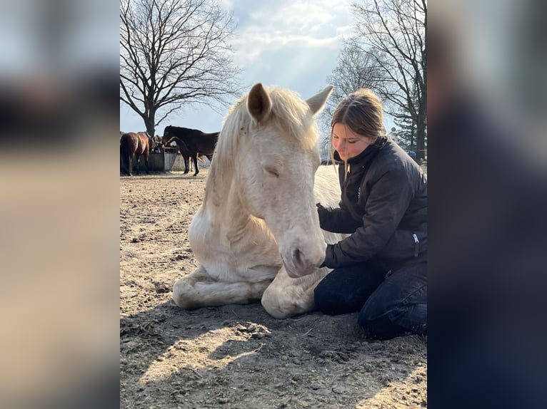 Cruzado Gelding 14 years 12.2 hh Perlino in Wandlitz