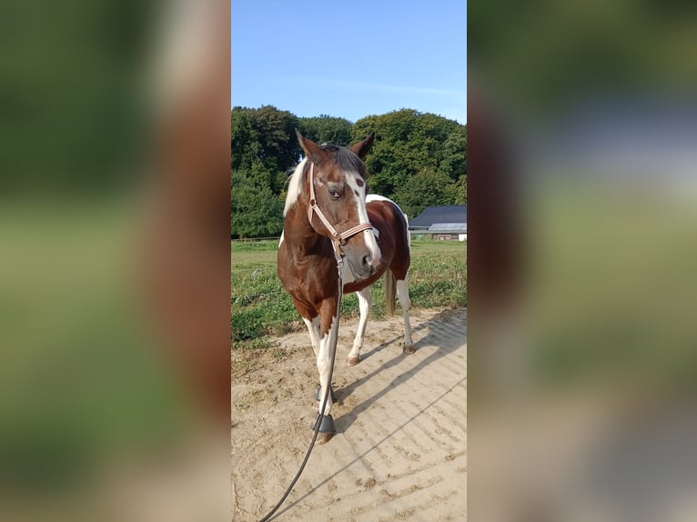 Cruzado Mix Gelding 14 years 15,2 hh Pinto in R&#xF6;srath