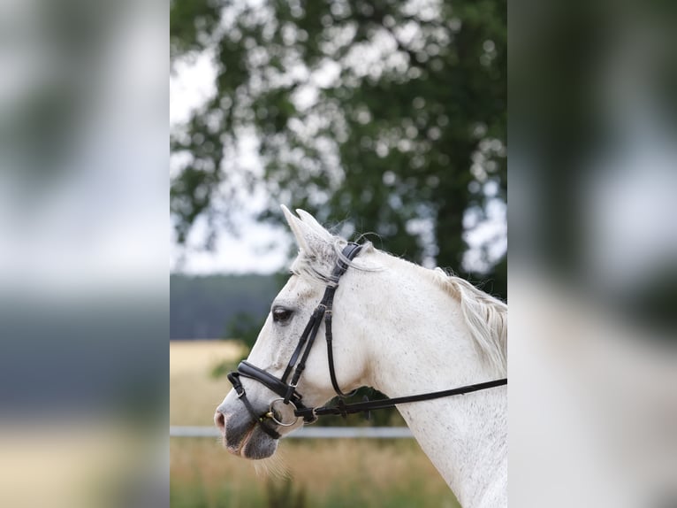 Cruzado Gelding 14 years 16 hh Grey in Abenberg