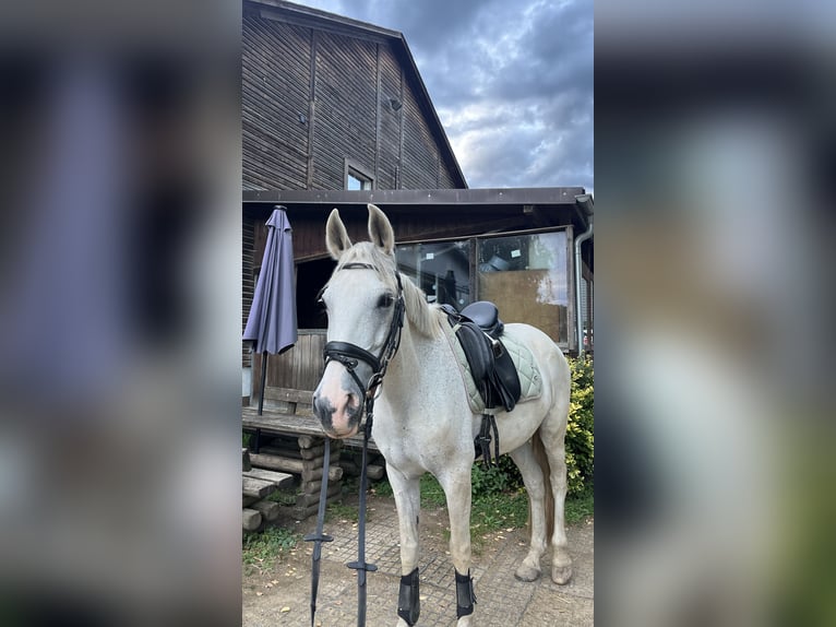 Cruzado Gelding 14 years 16 hh Grey in Abenberg