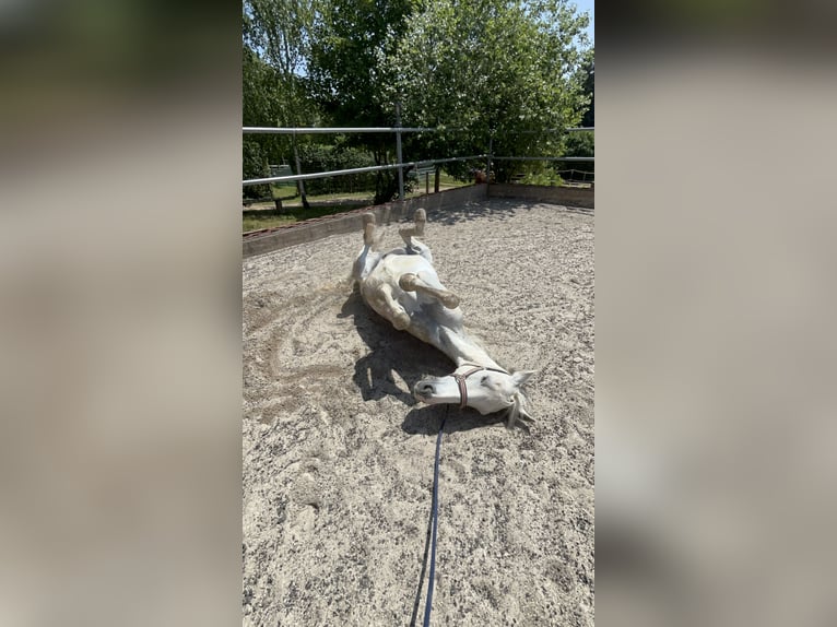 Cruzado Gelding 14 years 16 hh Grey in Abenberg