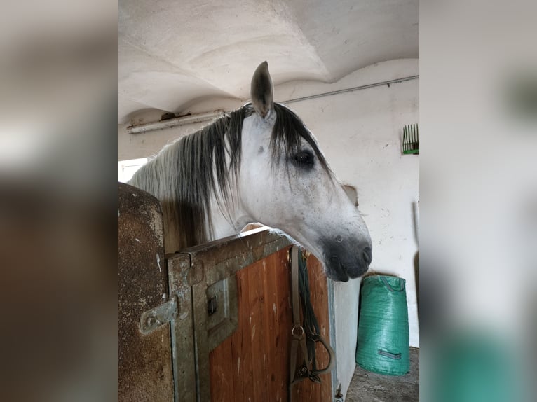 Cruzado Gelding 15 years 14 hh Grey-Dapple in Furth