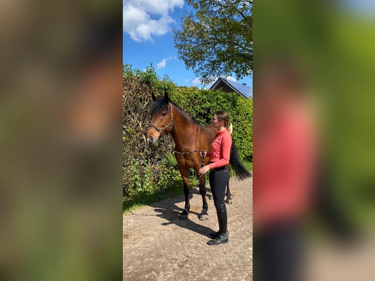 Cruzado Mix Gelding 15 years 15.2 hh Brown in Heinsberg