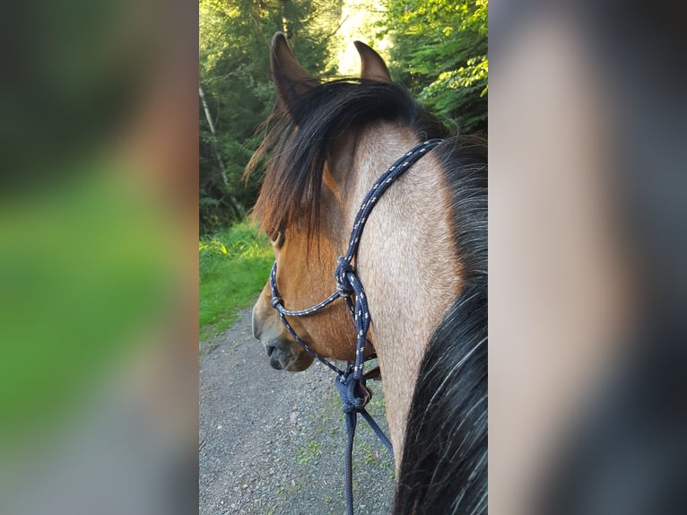 Cruzado Gelding 15 years 15 hh Roan-Bay in Haiterbach