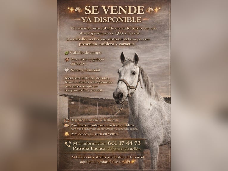 Cruzado Gelding 15 years 16.1 hh Grey in Cabanes