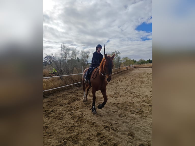 Cruzado Gelding 15 years 16 hh Chestnut-Red in Griñon