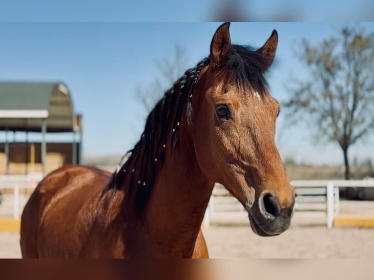 Cruzado Gelding 15 years 16 hh  in Ciempozuelos
