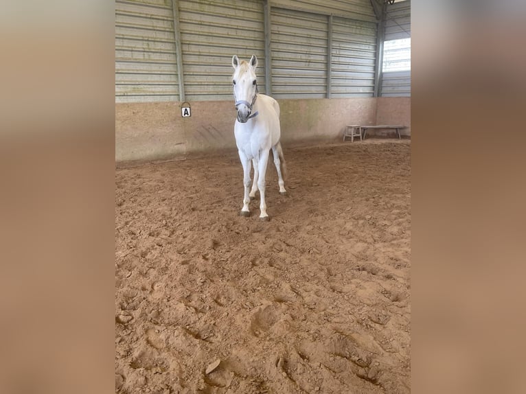 Cruzado Mix Gelding 16 years 15 hh Grey in Kiel