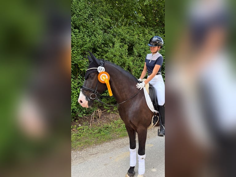 Cruzado Gelding 17 years 14.2 hh  in Schwenningen
