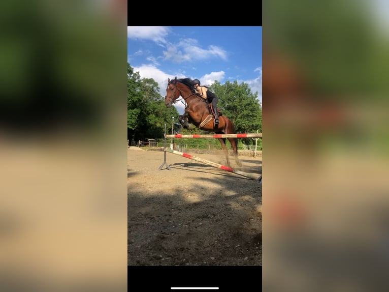 Cruzado Gelding 17 years 17,3 hh Brown in Olot