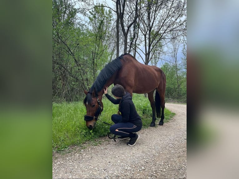Cruzado Gelding 17 years 17,3 hh Brown in Olot