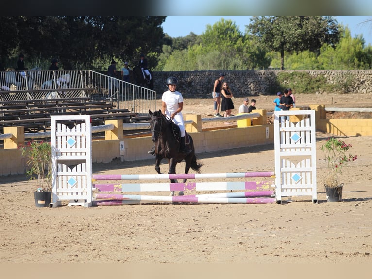 Cruzado Gelding 18 years 13.2 hh Bay-Dark in Alaior