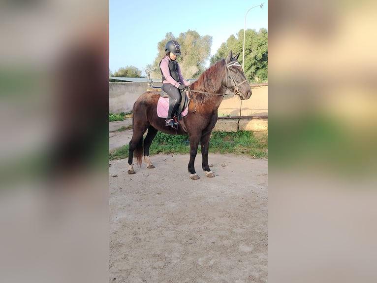 Cruzado Gelding 18 years 13.2 hh Bay-Dark in Alaior