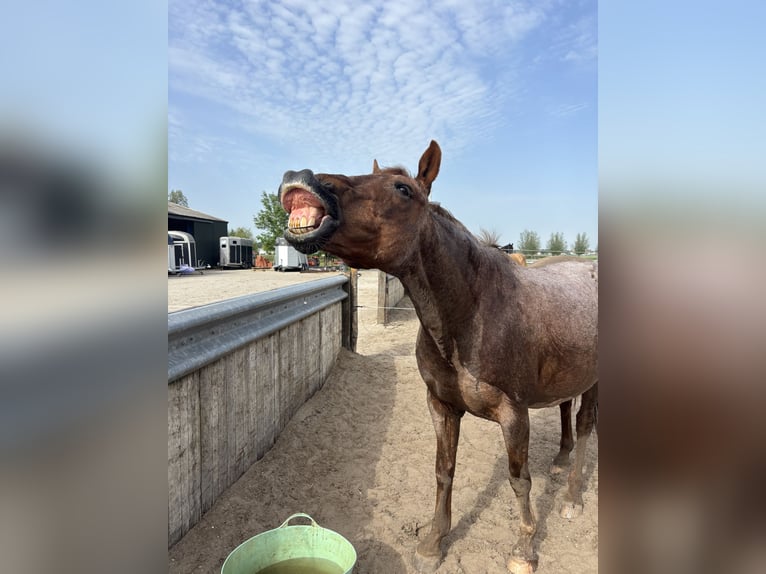 Cruzado Gelding 18 years 15.1 hh Roan-Red in Schipluiden
