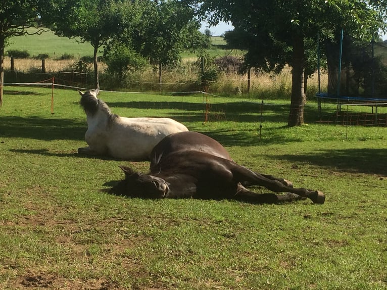 Cruzado Gelding 18 years 15 hh Bay in Stolberg (Rheinland)