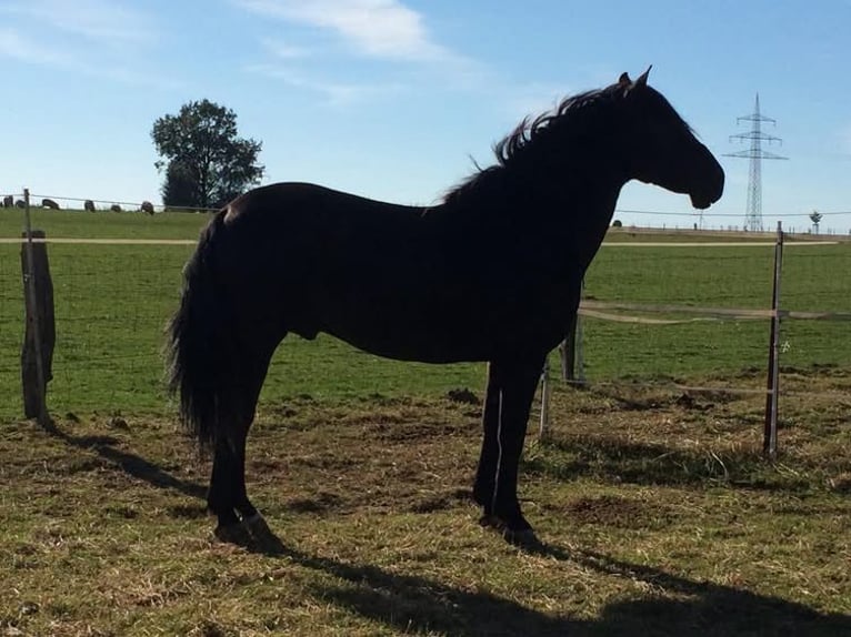 Cruzado Gelding 18 years 15 hh Bay in Stolberg (Rheinland)
