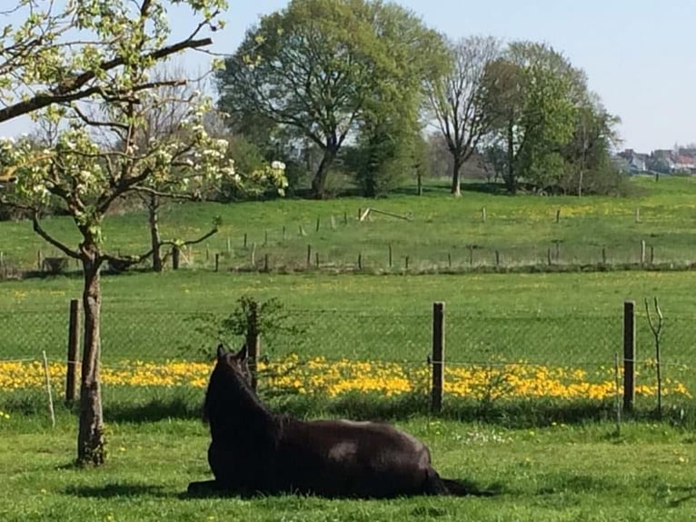 Cruzado Gelding 18 years 15 hh Bay in Stolberg (Rheinland)