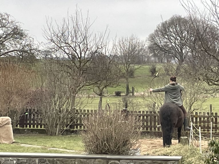 Cruzado Gelding 18 years 15 hh Bay in Stolberg (Rheinland)