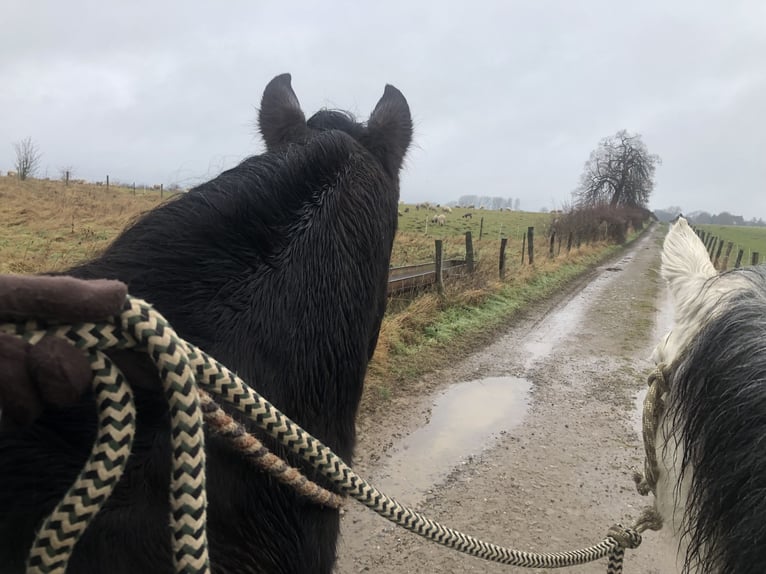 Cruzado Gelding 18 years 15 hh Bay in Stolberg (Rheinland)