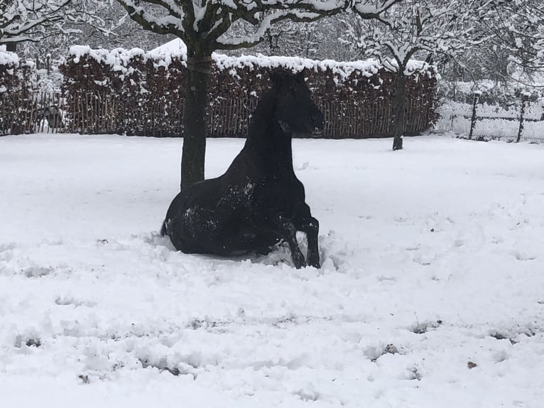 Cruzado Gelding 18 years 15 hh Bay in Stolberg (Rheinland)