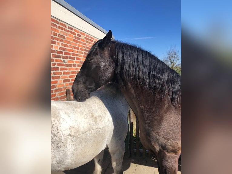 Cruzado Gelding 18 years 15 hh Bay in Stolberg (Rheinland)