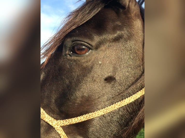 Cruzado Gelding 18 years 15 hh Bay in Stolberg (Rheinland)