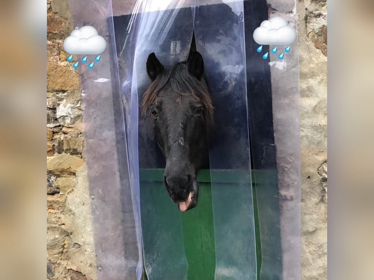 Cruzado Gelding 18 years 15 hh Bay in Stolberg (Rheinland)