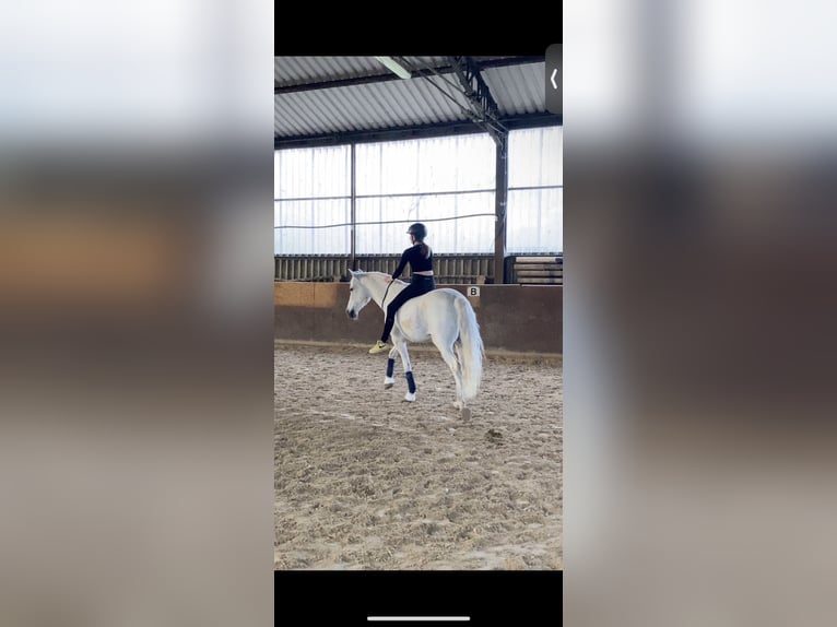 Cruzado Gelding 19 years 15.1 hh Grey-Fleabitten in Trier