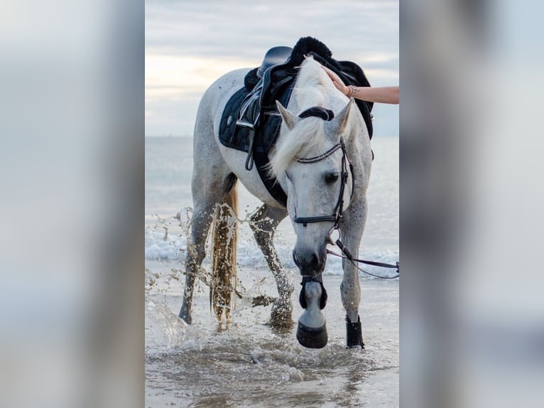 Cruzado Gelding 19 years 15.1 hh Grey-Fleabitten in Trier