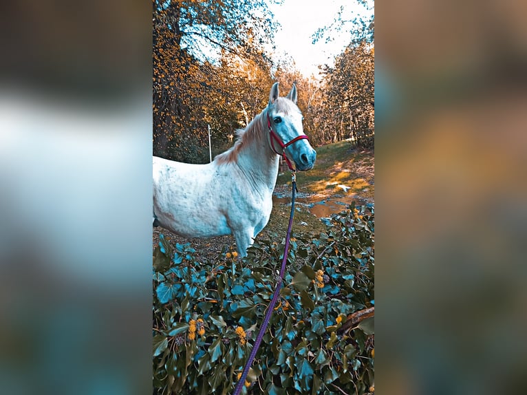 Cruzado Mix Gelding 19 years 15.2 hh Grey in Kemeten