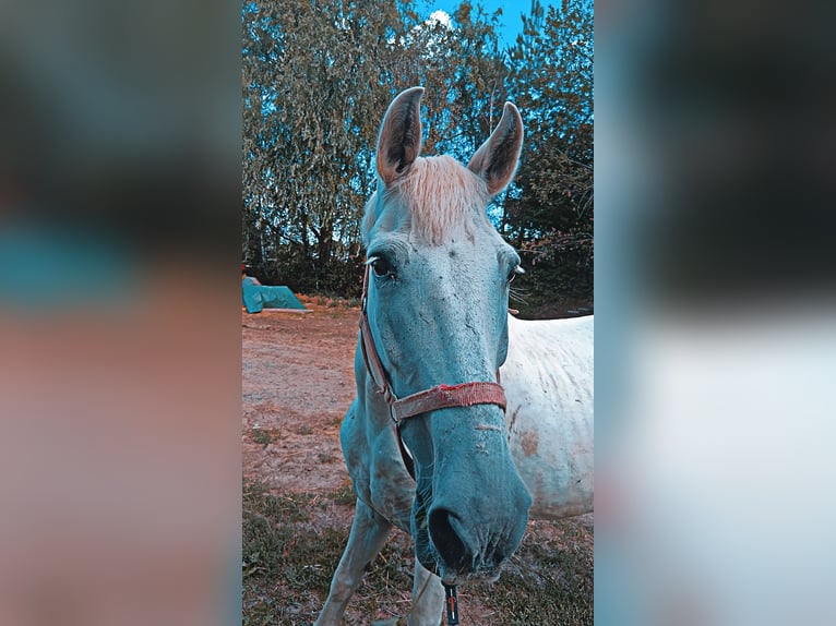 Cruzado Mix Gelding 19 years 15.2 hh Grey in Kemeten