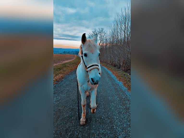 Cruzado Mix Gelding 19 years 15.2 hh Grey in Kemeten