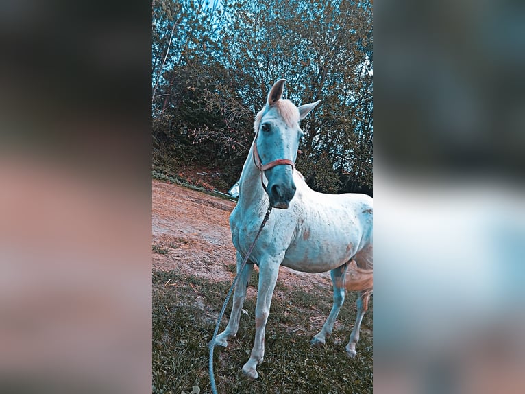 Cruzado Mix Gelding 19 years 15.2 hh Grey in Kemeten