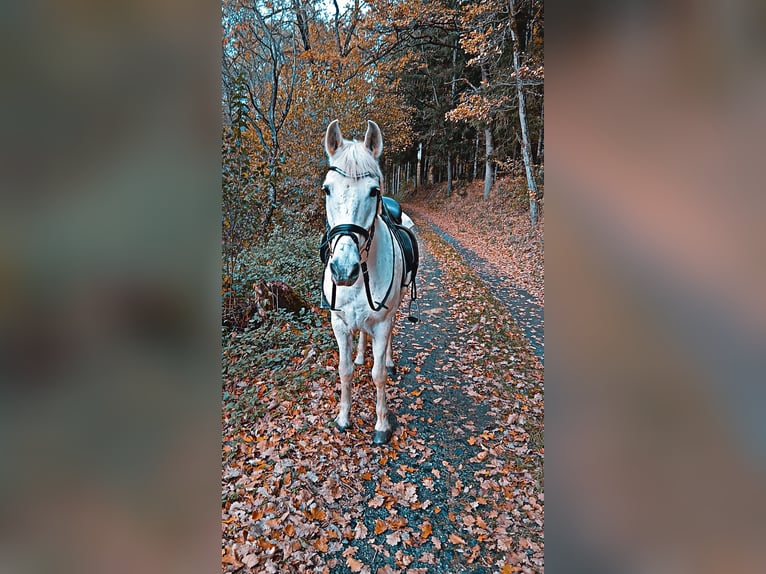 Cruzado Mix Gelding 19 years 15.2 hh Grey in Kemeten