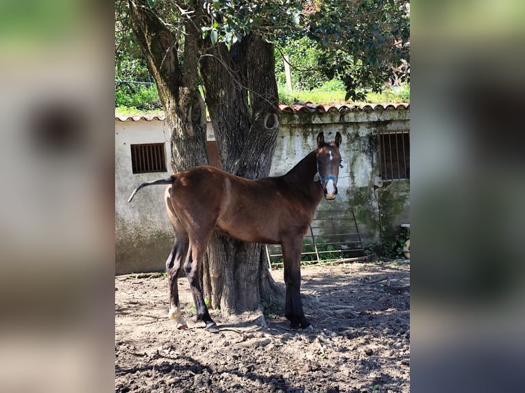Cruzado Mix Gelding 1 year 15,2 hh Gray in Cortegana