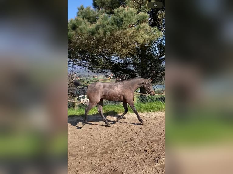 Cruzado Gelding 1 year Grey in Poligono Industrial A Gandara