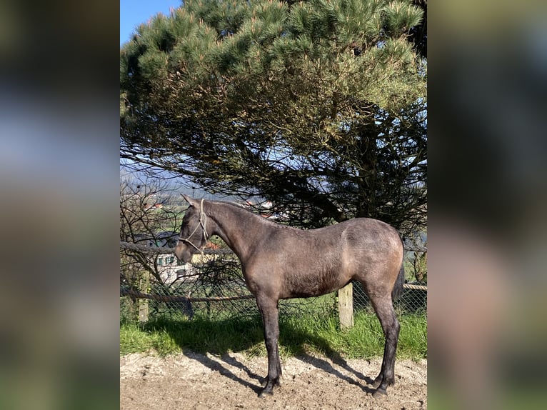 Cruzado Gelding 1 year Grey in Poligono Industrial A Gandara