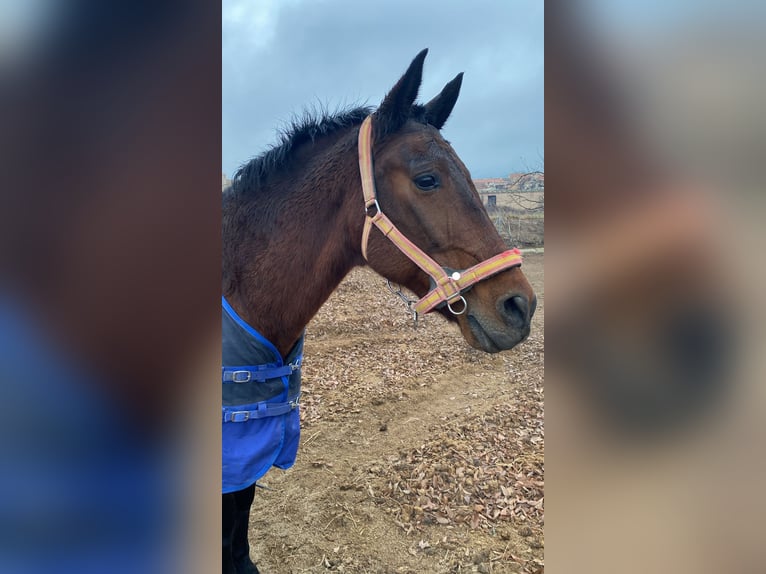 Cruzado Mix Gelding 20 years 15,2 hh Bay in Tazona