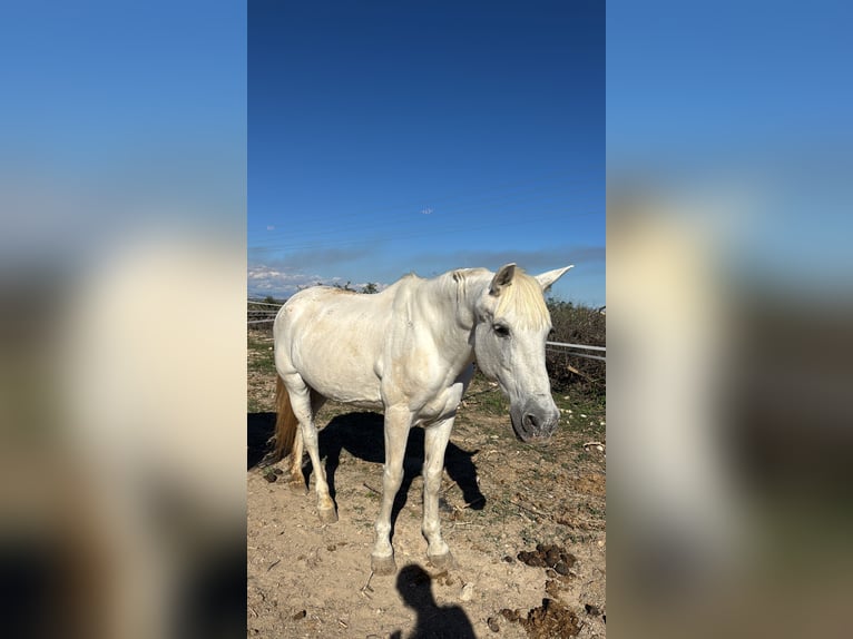 Cruzado Gelding 23 years 15,1 hh Grey in Montebello