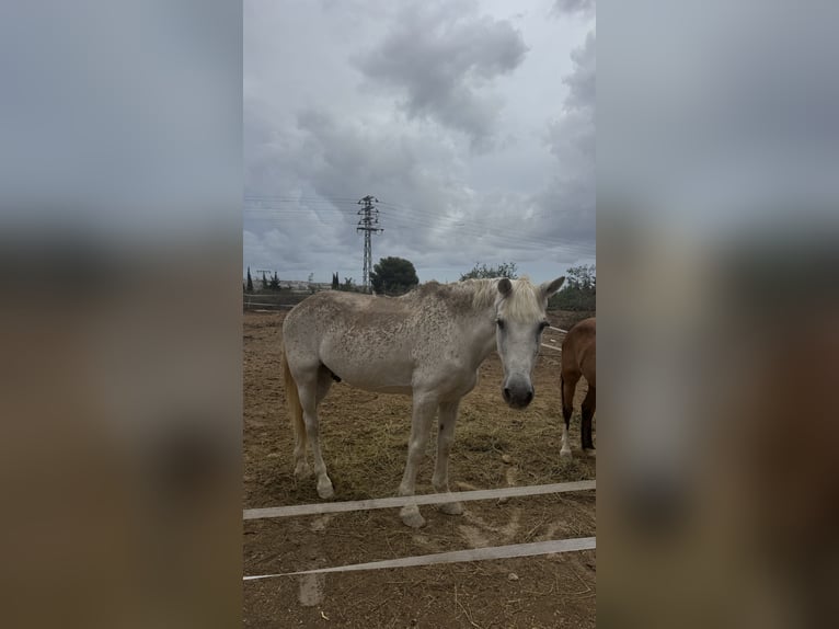 Cruzado Gelding 23 years 15,1 hh Grey in Montebello